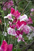 LATHYRUS ODORATA PROMISE