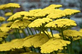 ACHILLEA CLOTH OF GOLD