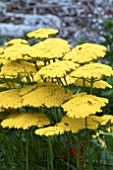 ACHILLEA CLOTH OF GOLD