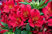 ALSTROEMERIA COLORITA CHARLENE