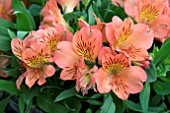 ALSTROEMERIA COLORITA ELIANE ORANGE