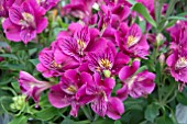 ALSTROEMERIA COLORITA LOUISE