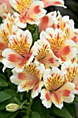 ALSTROEMERIA INTICANCHA SUNSET