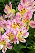 ALSTROEMERIA INTICANCHA SUNSHINE