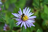 ASTER FRIKARTII MONCH WITH HOVERFLY