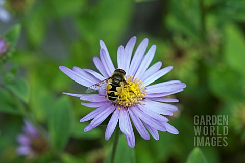 ASTER_FRIKARTII_MONCH_WITH_HOVERFLY