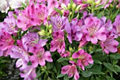 ALSTROEMERIA INTICANCHA CLASSIC