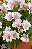 ALSTROEMERIA INTICANCHA MOONLIGHT