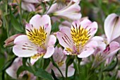 ALSTROEMERIA PINK SENSATION