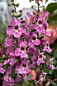 ANGELONIA ARCHANGEL PINK