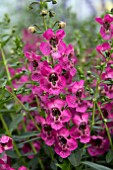 ANGELONIA ARCHANGEL RASPBERRY