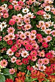 ARGYRANTHEMUM GRANDAISY RED