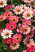 ARGYRANTHEMUM GRANDAISY RED