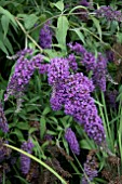 BUDDLEJA DARTMOOR