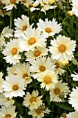 COREOPSIS UP TICK CREAM