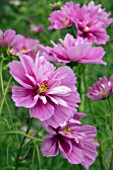 COSMOS RAZZAMATAZZ PINK BLUSH