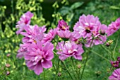 COSMOS RAZZAMATAZZ PINK BLUSH