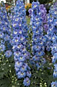 DELPHINIUM AURORA LIGHT BLUE F1