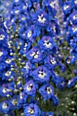 DELPHINIUM AURORA BLUE F1