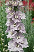 DELPHINIUM MAGIC FOUNTAINS LAVENDER WITH WHITE BEE