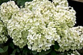 HYDRANGEA PANICULATA BOBO