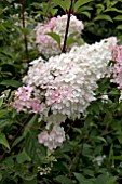 HYDRANGEA PANICULATA VANILLE FRAISE