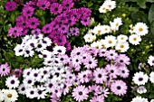 OSTEOSPERMUM ALIKA BERRIES AND CREAM MIX