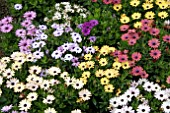 OSTEOSPERMUM ALIKA GRAND CANYON MIX