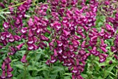 PENSTEMON ARABESQUE VIOLET