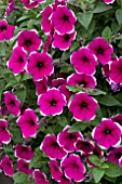 PETUNIA CASCADIA RIM CHERRY