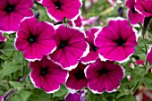 PETUNIA CASCADIA RIM CHERRY