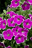 PETUNIA CASCADIA RIM FANTASY