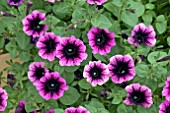 PETUNIA OVATION DARK HEART