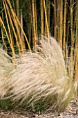 PHYLLOSTACHYS SPECTABILIS AND STIPA TENUISSIMA