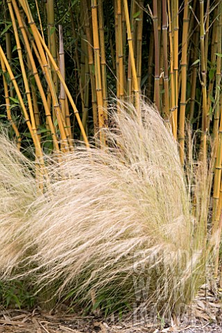 PHYLLOSTACHYS_SPECTABILIS_AND_STIPA_TENUISSIMA