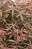 ACER PALMATUM STARFISH