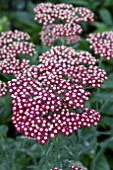 ACHILLEA PEGGY SUE