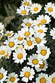 ARGYRANTHEMUM ANGELIC LEMON PASTEL