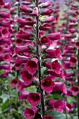 DIGITALIS FOXLIGHT RUBY GLOW