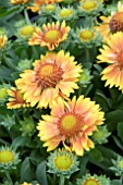 GAILLARDIA GALYA YELLOW