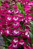 PENSTEMON POLARIS MAGENTA