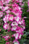 PENSTEMON POLARIS ROSE