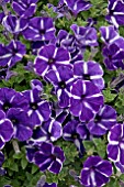 PETUNIA CASCADIA PURPLE GEM