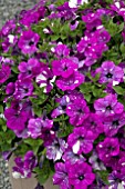 PETUNIA CONSTELLATION VIRGO