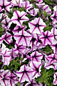 PETUNIA ROSE STARDUST