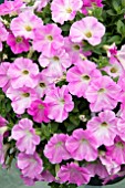 PETUNIA TEA PINK