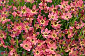 COREOPSIS LITTLE PENNY