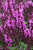 SALVIA NEMOROSA ROSE MARVEL