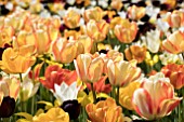 TULIPS EN MASSE