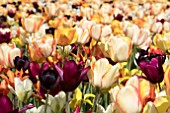 TULIPS EN MASSE